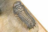 Zlichovaspis Trilobite With Crotalocephalina & Reedops #381179-4